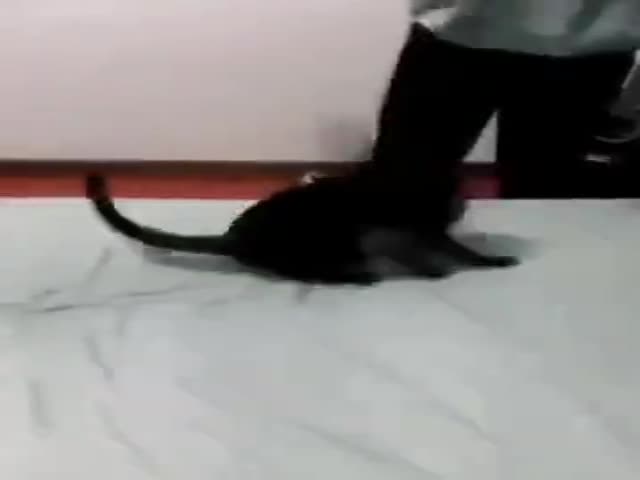 Cat Wrestling