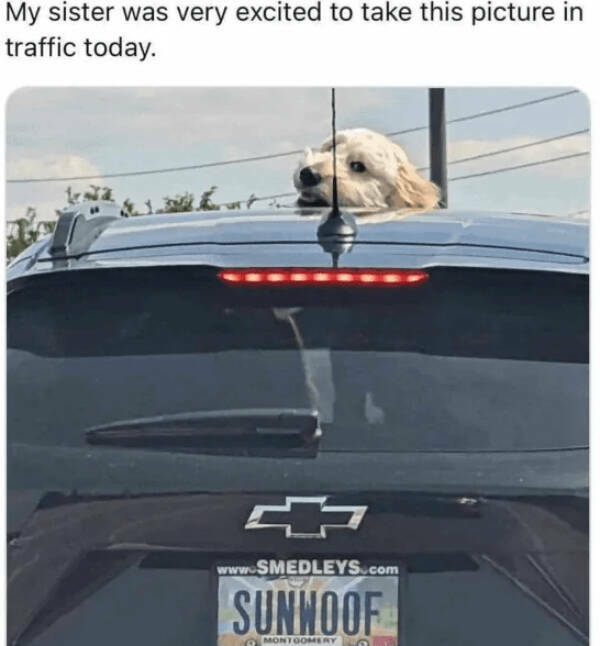 A Minute Of Wholesomeness A Minute Of Wholesomeness