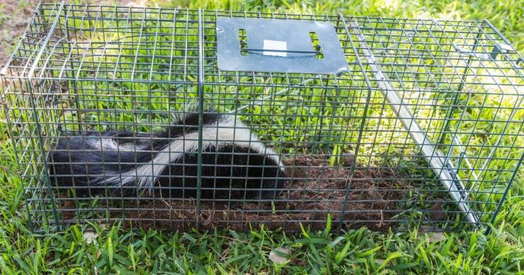 Wildlife Removal And Property Value: The Impact Of Unwanted Animals On Real Estate Worth