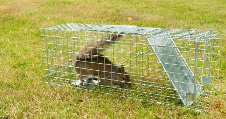 Wildlife Removal And Property Value: The Impact Of Unwanted Animals On Real Estate Worth