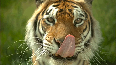 Surprising Facts You Probably Didn’t Know
