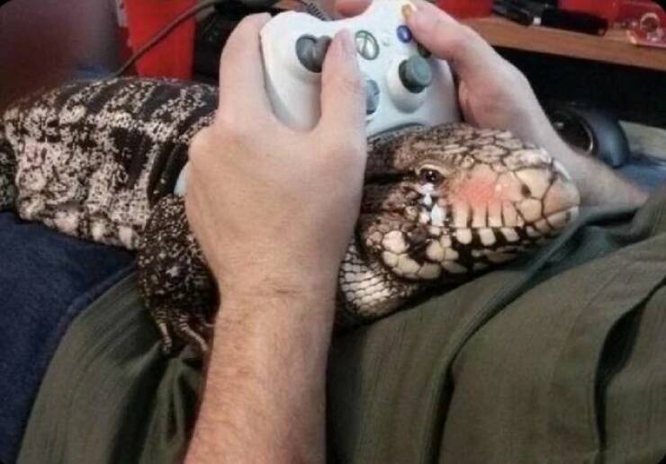Daily Picdump