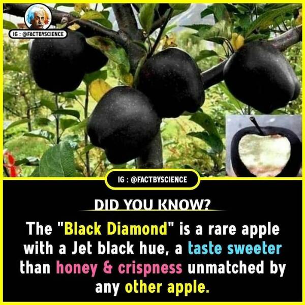 Mind-Blowing Facts You’ll Want To Share