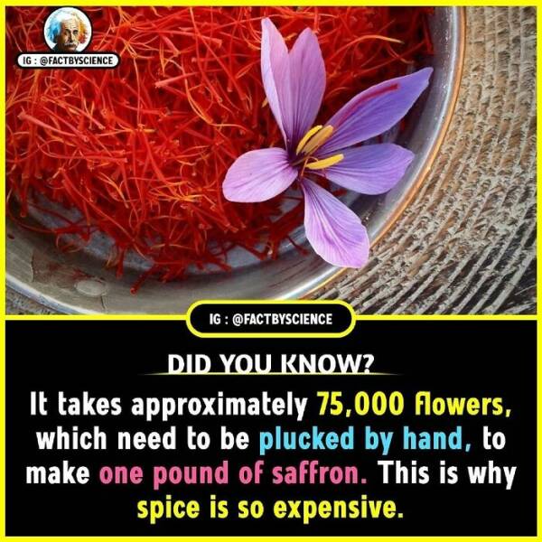 Mind-Blowing Facts You’ll Want To Share