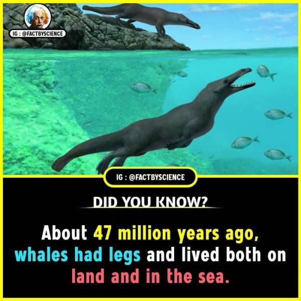 Mind-Blowing Facts You’ll Want To Share