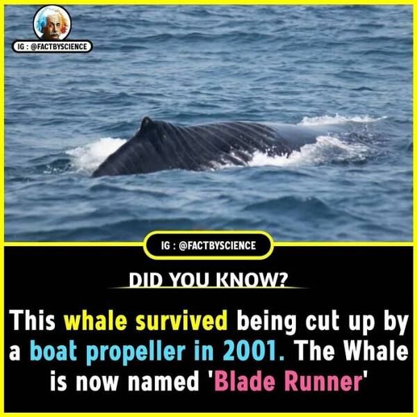 Mind-Blowing Facts You’ll Want To Share