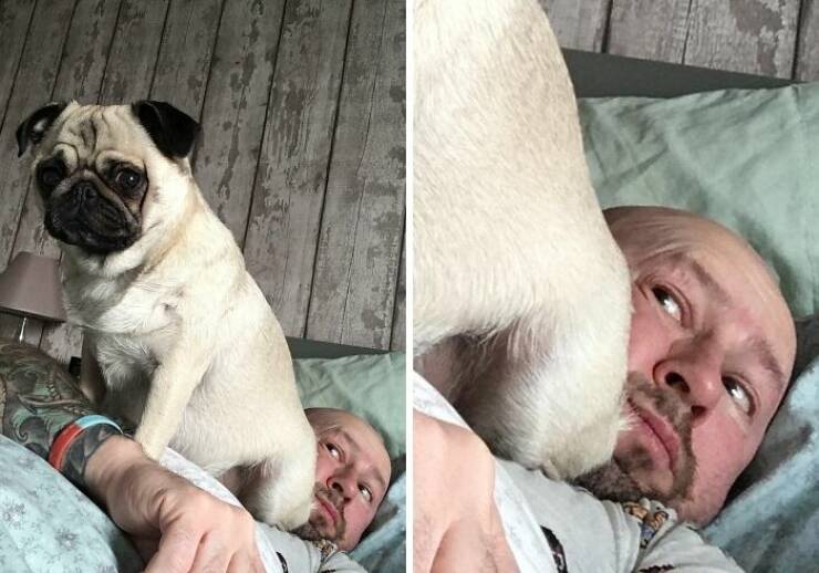 Pets Who Are Masters Of Invading Personal Space