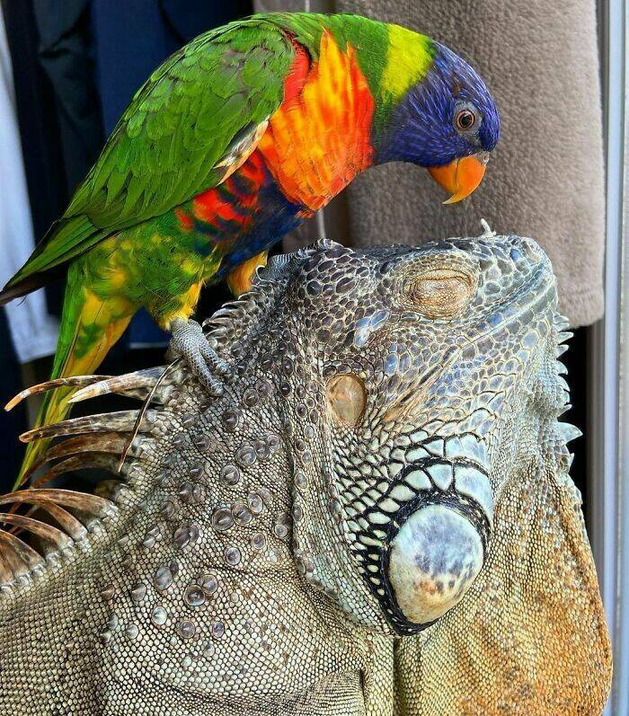 Pets Who Are Masters Of Invading Personal Space