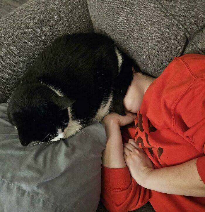 Pets Who Are Masters Of Invading Personal Space