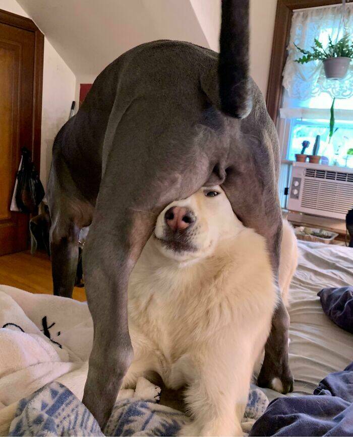 Pets Who Are Masters Of Invading Personal Space