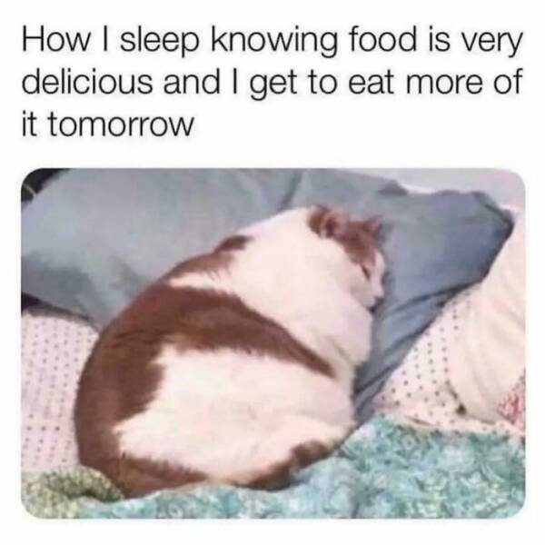 Purrfectly Funny Cat Memes & Pics That Show Their True Nature Purrfectly Funny Cat Memes & Pics That Show Their True Nature