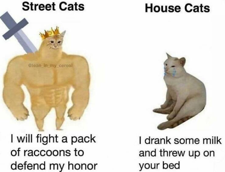 Purrfectly Funny Cat Memes & Pics That Show Their True Nature Purrfectly Funny Cat Memes & Pics That Show Their True Nature