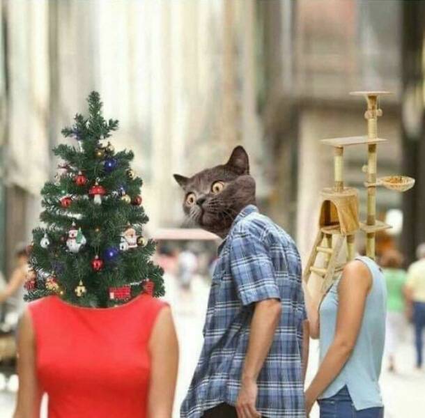 Purrfectly Funny Cat Memes & Pics That Show Their True Nature Purrfectly Funny Cat Memes & Pics That Show Their True Nature