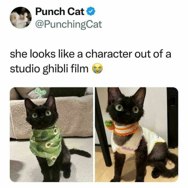 Purrfectly Funny Cat Memes & Pics That Show Their True Nature Purrfectly Funny Cat Memes & Pics That Show Their True Nature