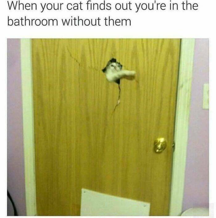 Purrfectly Funny Cat Memes & Pics That Show Their True Nature Purrfectly Funny Cat Memes & Pics That Show Their True Nature