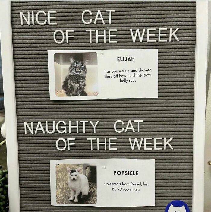 Purrfectly Funny Cat Memes & Pics That Show Their True Nature Purrfectly Funny Cat Memes & Pics That Show Their True Nature