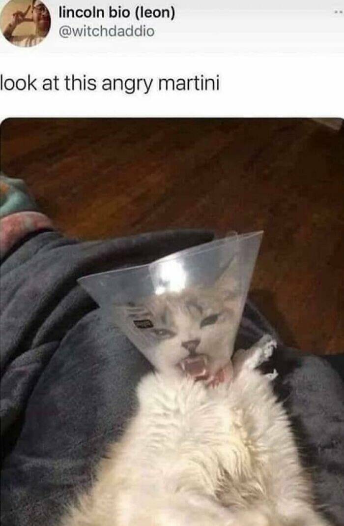 Purrfectly Funny Cat Memes & Pics That Show Their True Nature Purrfectly Funny Cat Memes & Pics That Show Their True Nature