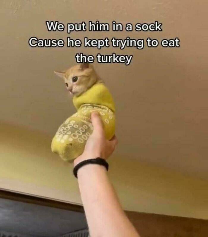 Purrfectly Funny Cat Memes & Pics That Show Their True Nature Purrfectly Funny Cat Memes & Pics That Show Their True Nature