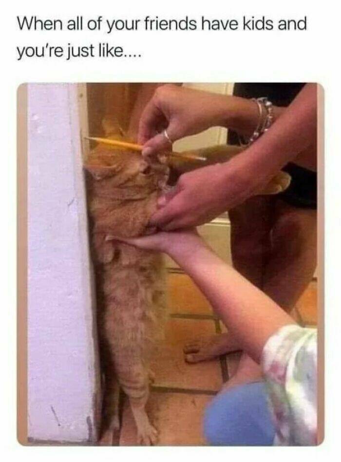 Purrfectly Funny Cat Memes & Pics That Show Their True Nature Purrfectly Funny Cat Memes & Pics That Show Their True Nature