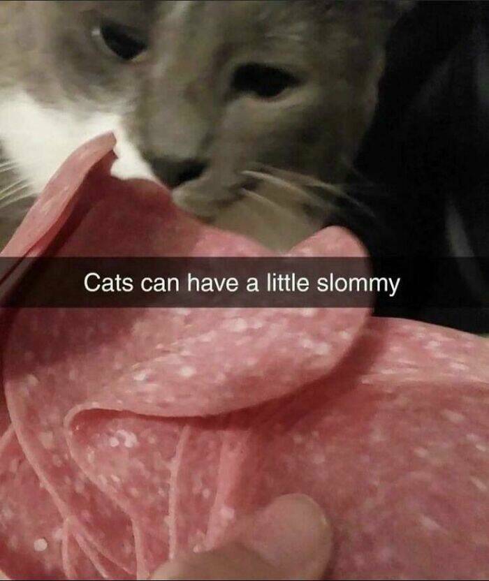 Purrfectly Funny Cat Memes & Pics That Show Their True Nature Purrfectly Funny Cat Memes & Pics That Show Their True Nature