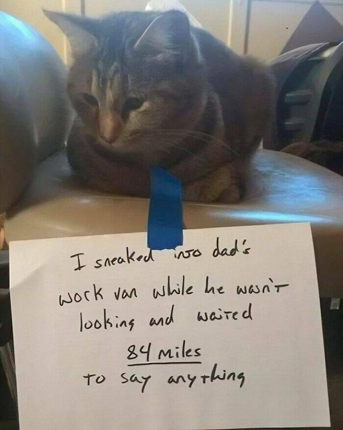 Purrfectly Funny Cat Memes & Pics That Show Their True Nature Purrfectly Funny Cat Memes & Pics That Show Their True Nature