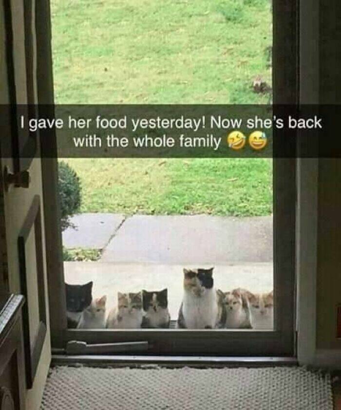 Purrfectly Funny Cat Memes & Pics That Show Their True Nature Purrfectly Funny Cat Memes & Pics That Show Their True Nature
