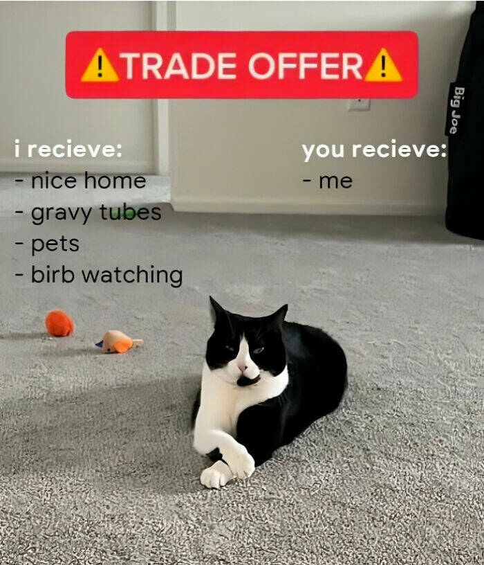 Purrfectly Funny Cat Memes & Pics That Show Their True Nature Purrfectly Funny Cat Memes & Pics That Show Their True Nature
