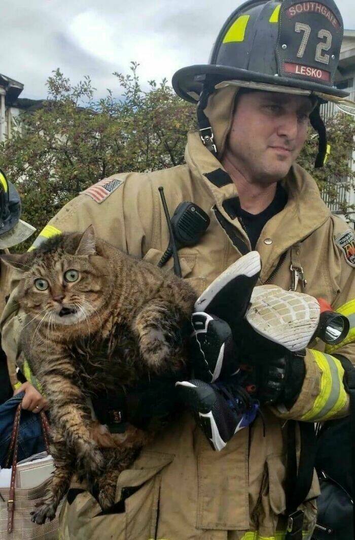 Purrfectly Funny Cat Memes & Pics That Show Their True Nature Purrfectly Funny Cat Memes & Pics That Show Their True Nature