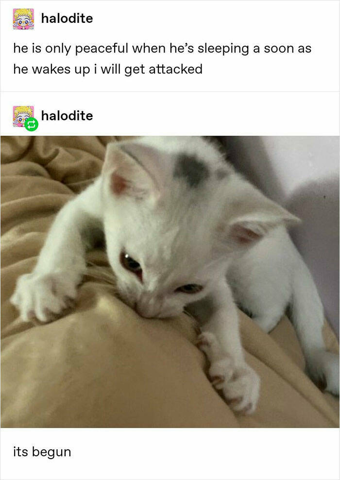 Purrfectly Funny Cat Memes & Pics That Show Their True Nature Purrfectly Funny Cat Memes & Pics That Show Their True Nature