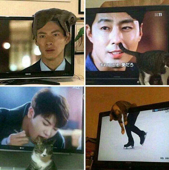 Purrfectly Funny Cat Memes & Pics That Show Their True Nature Purrfectly Funny Cat Memes & Pics That Show Their True Nature