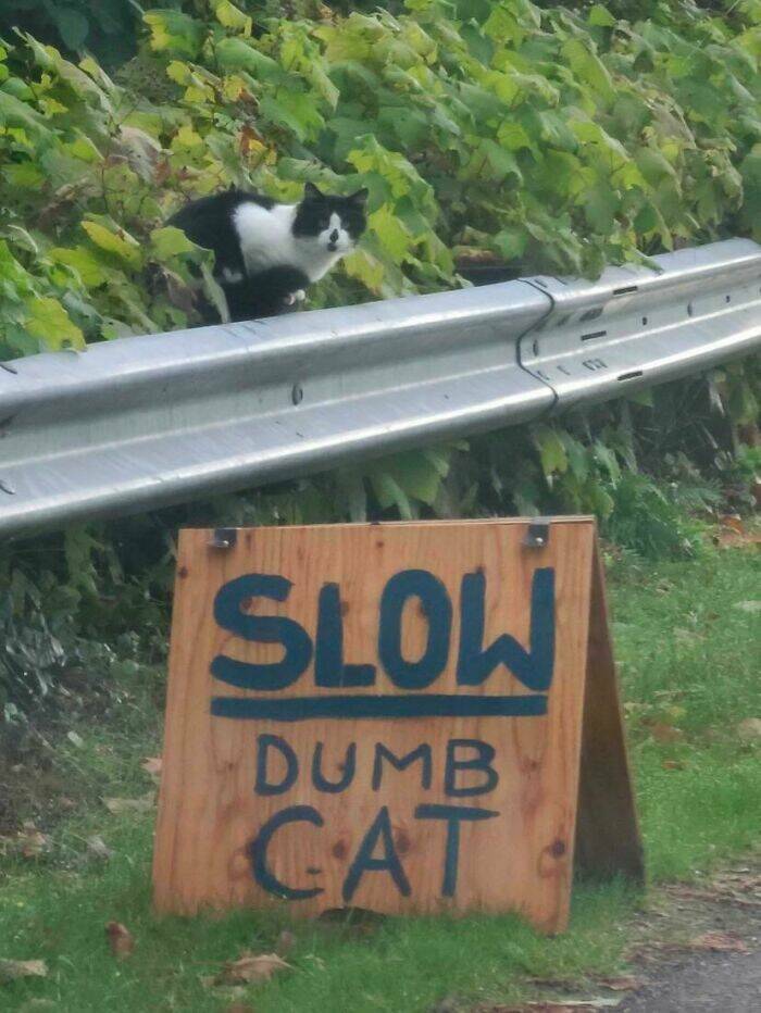 Purrfectly Funny Cat Memes & Pics That Show Their True Nature Purrfectly Funny Cat Memes & Pics That Show Their True Nature