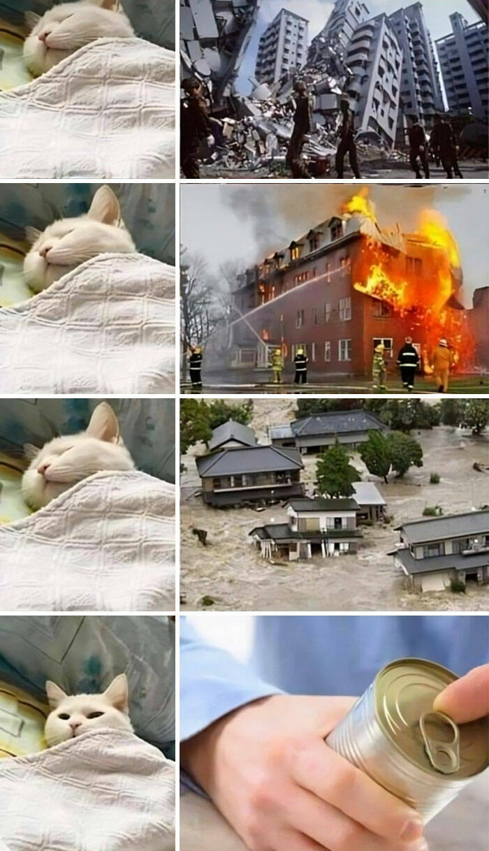 Purrfectly Funny Cat Memes & Pics That Show Their True Nature Purrfectly Funny Cat Memes & Pics That Show Their True Nature