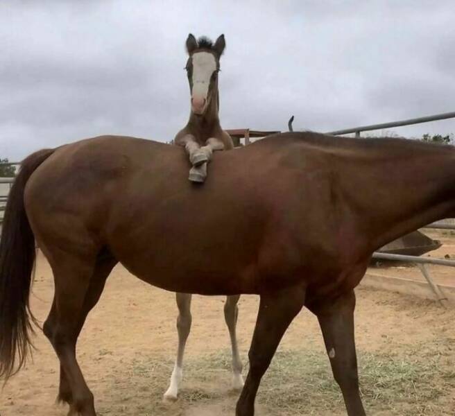 Animals Being Hilariously Random