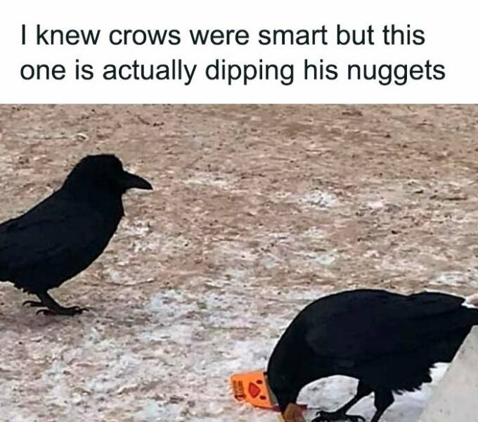 Bird Memes That Are Hilariously On Another Level