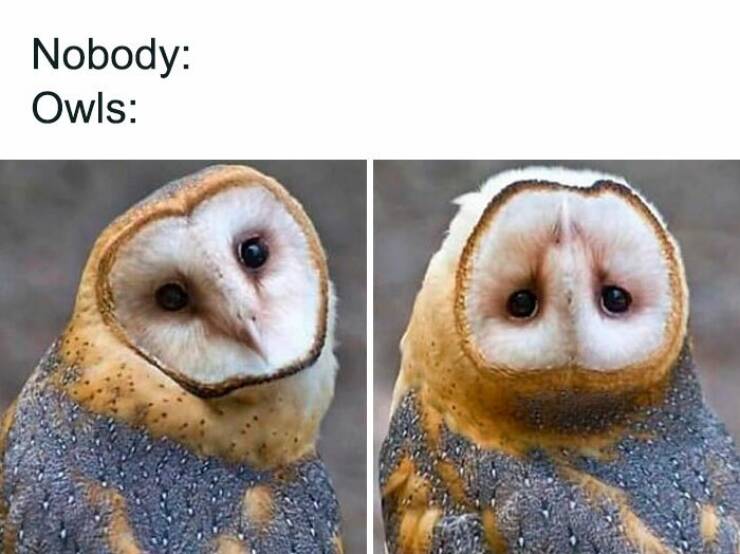 Bird Memes That Are Hilariously On Another Level