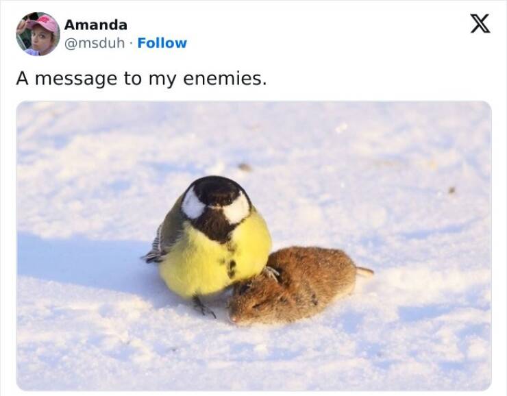 Bird Memes That Are Hilariously On Another Level