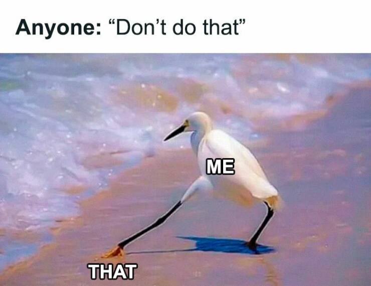 Bird Memes That Are Hilariously On Another Level