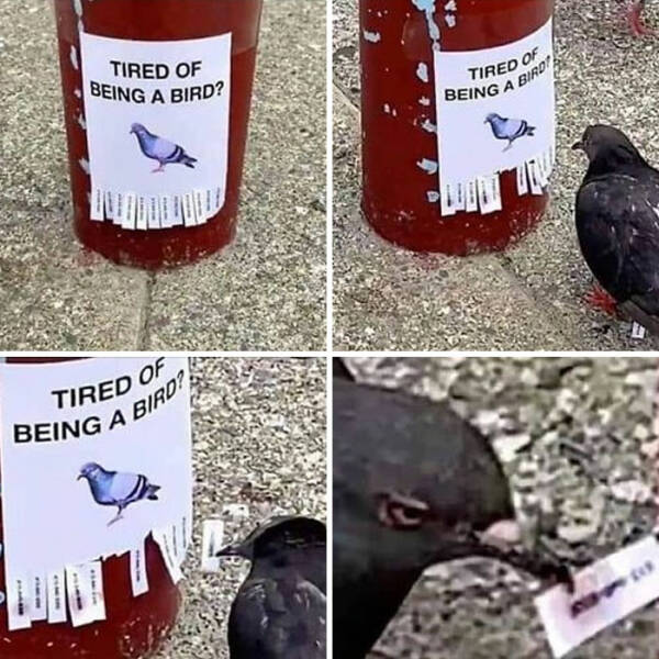 Bird Memes That Are Hilariously On Another Level