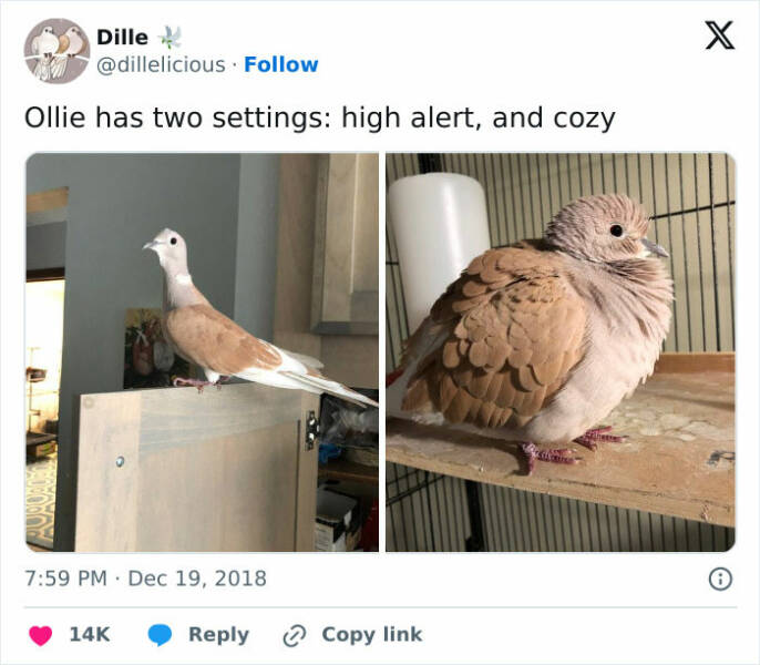 Bird Memes That Are Hilariously On Another Level