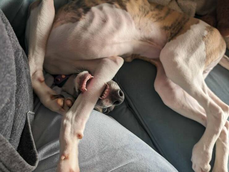 Dogs Being Hilariously Broken In The Best Way