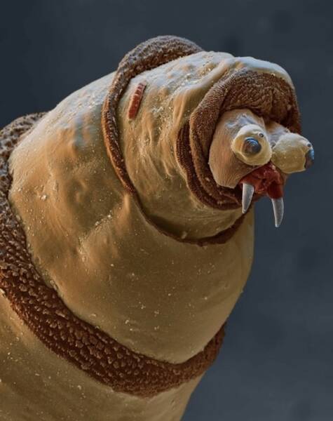 Terrifying Creatures You Can Only See Under A Microscope