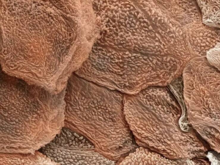 Terrifying Creatures You Can Only See Under A Microscope