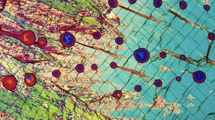 Terrifying Creatures You Can Only See Under A Microscope