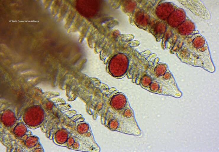 Terrifying Creatures You Can Only See Under A Microscope