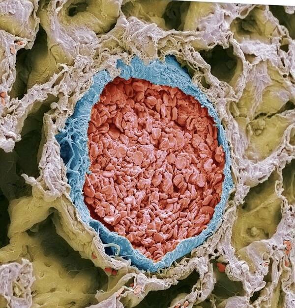 Terrifying Creatures You Can Only See Under A Microscope