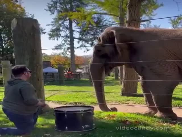 Smart Elephant