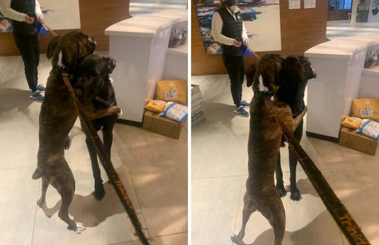 Great Danes Being Delightfully Oblivious To Their Huge Size