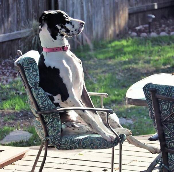 Great Danes Being Delightfully Oblivious To Their Huge Size