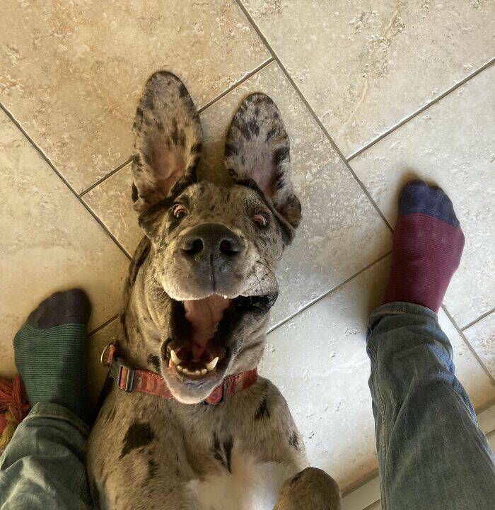 Great Danes Being Delightfully Oblivious To Their Huge Size