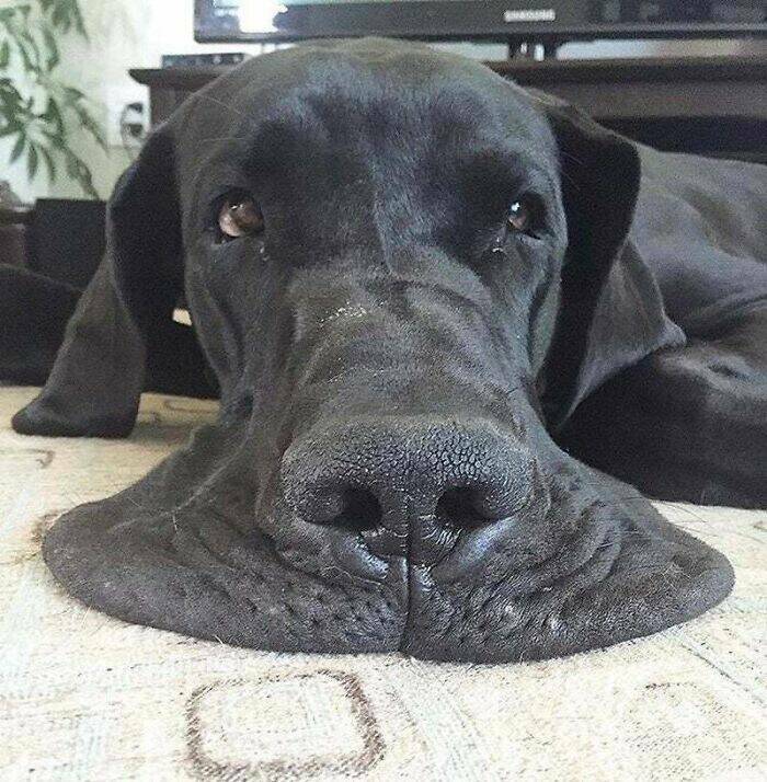 Great Danes Being Delightfully Oblivious To Their Huge Size